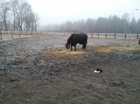 Graham took this photo, this friendly cat arranged things to be pet by the horse by hiding in the hay.  