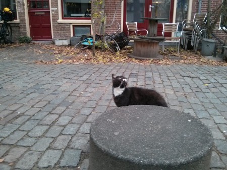 This guys scratched up the tires of cars because his claws were SO ITCHY!