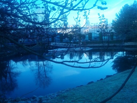 Dragonboats on liquid water through a flowing tree- on NYE (Vancouver FTW!)