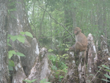 Close up of a monkey