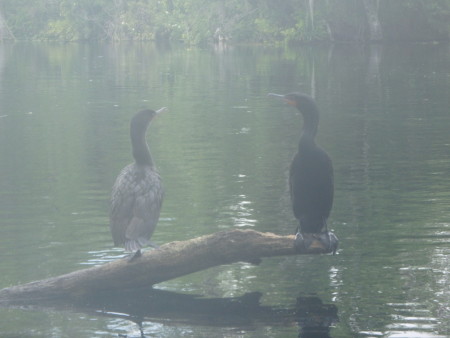 Cormorant