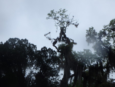 Osprey, from the bottom