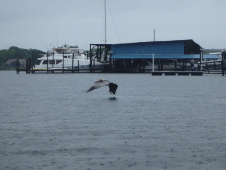 Brown Pelican