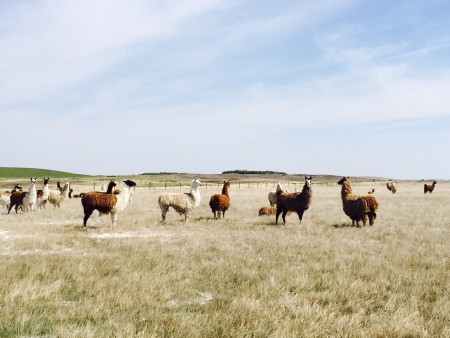 HWY 2 Alpacas