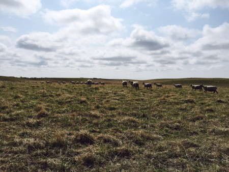 Sheep out in a field