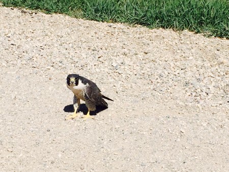 I think this is a merlin