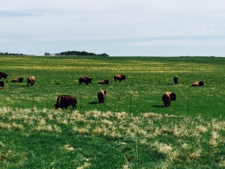 Buffalo are raised commercially for meat.  Not sure how friendly they are, but pretty scenic