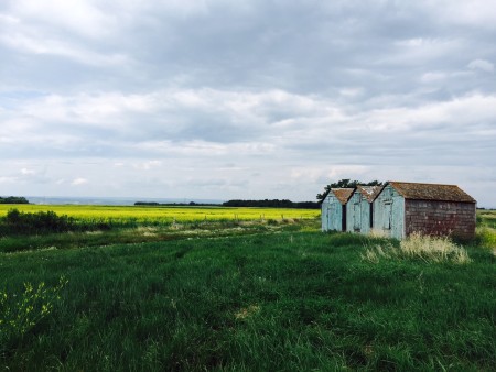 Old wooden granaries with day-glo canola behind