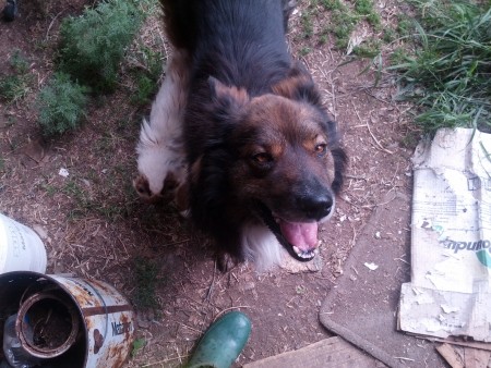 Cute farm dog and his kitty friend