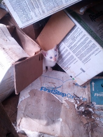 Tiny barn kitten hides in the recycling.  I held this little guy - but not for long