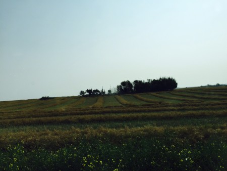 Freshly swathed canola