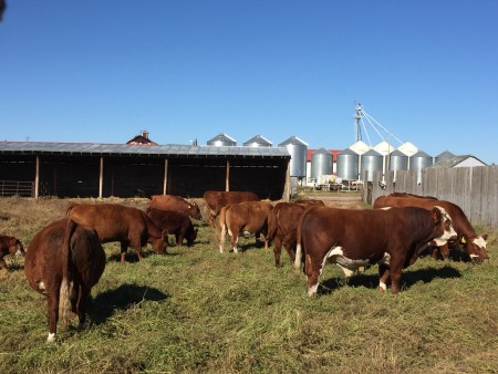 Cows coming in from the community pasture.