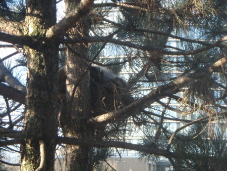 Taking a day nap in a crow's nest