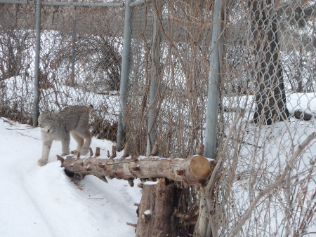 Lynx