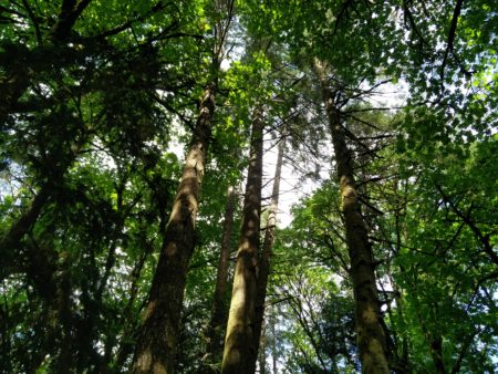 Awesome green forest