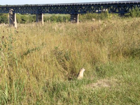 Richardson Ground Squirrel in front of the train bridge by the South Saskatchewan