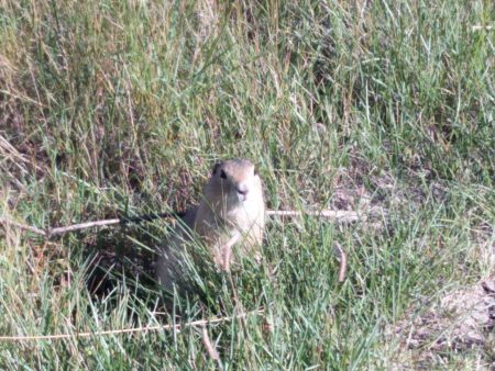 Even closer-up - he didn't seem bothered by me!  This is not a major zoom, since it was taken with my phone. 