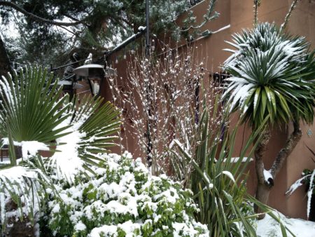 Snow on the palm trees!